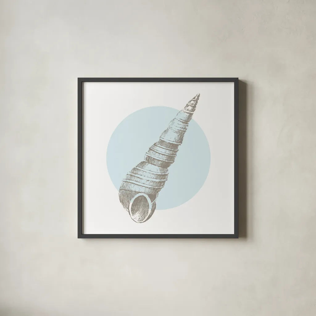 Conchology Sketches I by Wild Apple Portfolio. Shown in a sleek black glass frame for a contemporary gallery look. Available as an archival giclee rolled canvas, fine art paper, or poster print. SKU 45977a.