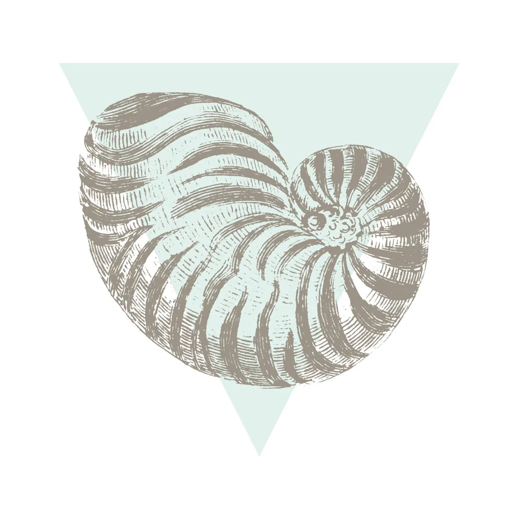 Conchology Sketches II by Wild Apple Portfolio. SKU 45978a. Archival Giclee Fine art print for wall decor.