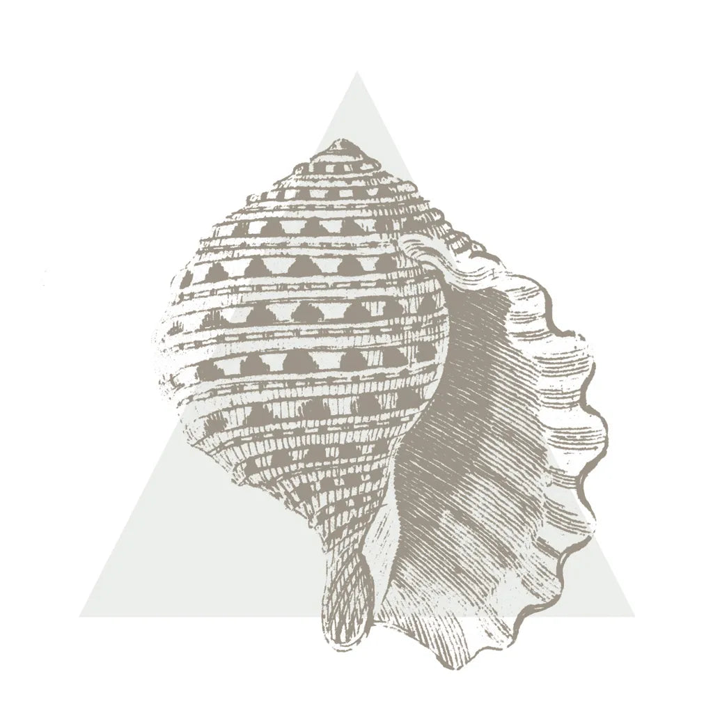 Conchology Sketches III by Wild Apple Portfolio. SKU 45979a. Archival Giclee Fine art print for wall decor.