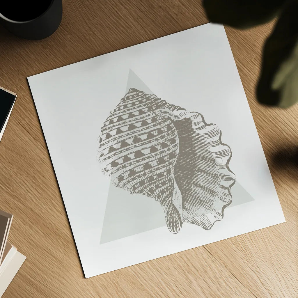 Conchology Sketches III by Wild Apple Portfolio. Shown as a detailed flat fine art print, highlighting archival giclee quality. Available as an archival giclee rolled canvas, fine art paper, or poster print. SKU 45979a.