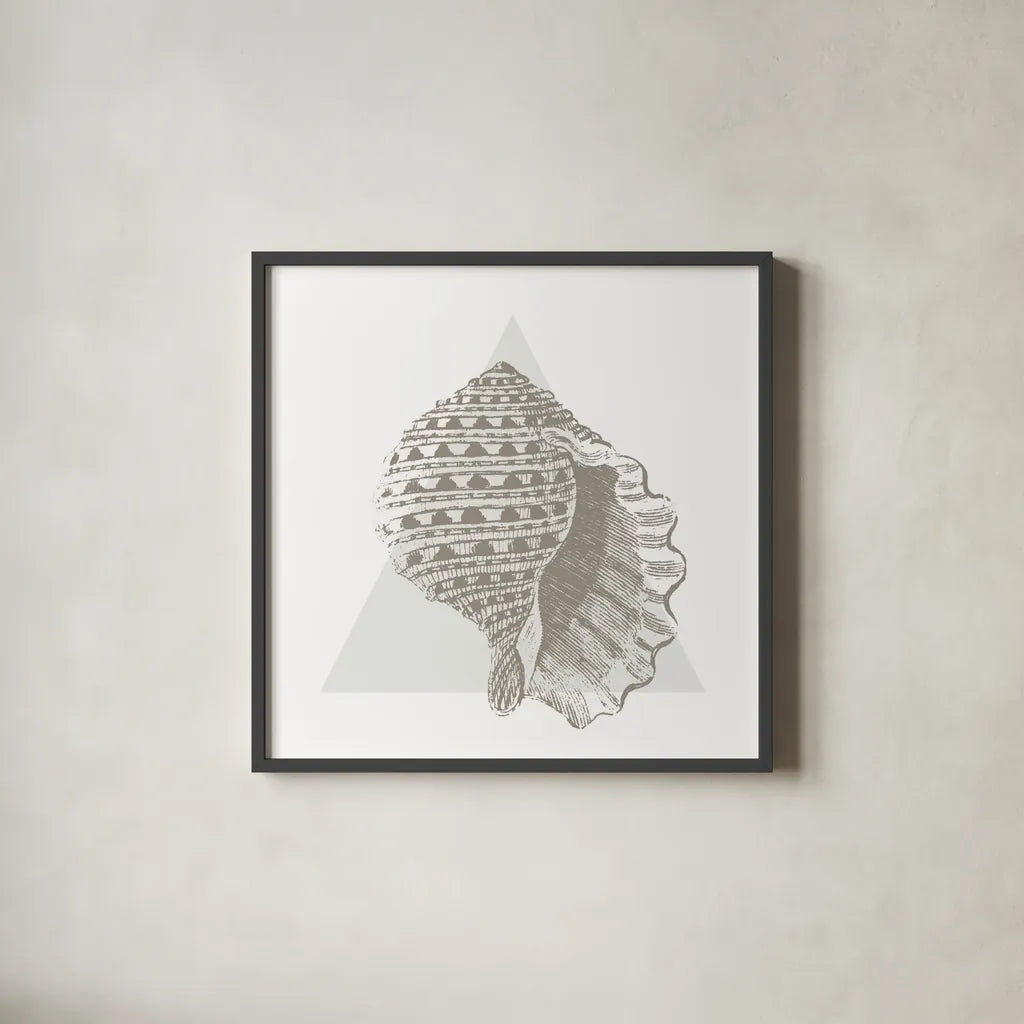 Conchology Sketches III by Wild Apple Portfolio. Shown in a sleek black glass frame for a contemporary gallery look. Available as an archival giclee rolled canvas, fine art paper, or poster print. SKU 45979a.