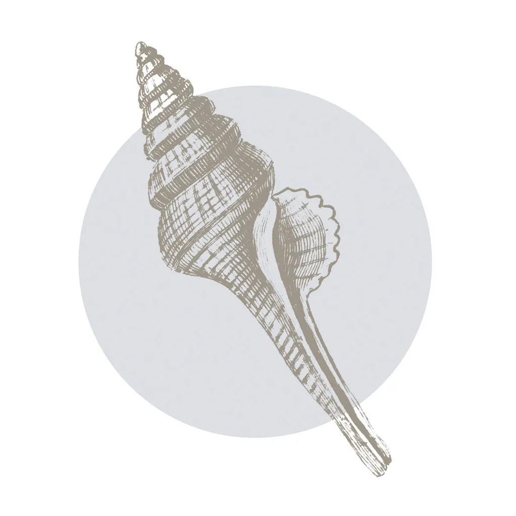 Conchology Sketches IV by Wild Apple Portfolio. SKU 45980a. Archival Giclee Fine art print for wall decor.