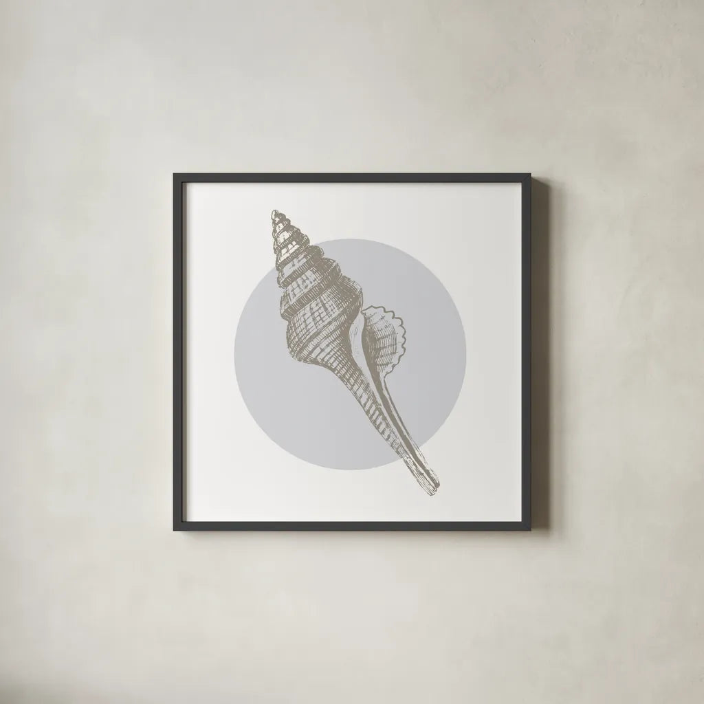 Conchology Sketches IV by Wild Apple Portfolio. Shown in a sleek black glass frame for a contemporary gallery look. Available as an archival giclee rolled canvas, fine art paper, or poster print. SKU 45980a.