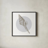 Conchology Sketches IV by Wild Apple Portfolio. Shown in a sleek black glass frame for a contemporary gallery look. Available as an archival giclee rolled canvas, fine art paper, or poster print. SKU 45980a.