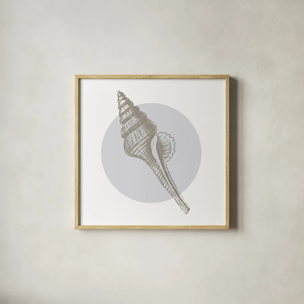 Conchology Sketches IV by Wild Apple Portfolio. Shown in a natural wood glass frame for a timeless modern aesthetic. Available as an archival giclee rolled canvas, fine art paper, or poster print. SKU 45980a.