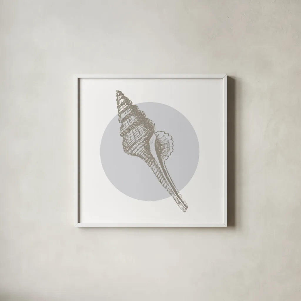 Conchology Sketches IV by Wild Apple Portfolio. Shown in a crisp white glass frame for a clean and minimalist style. Available as an archival giclee rolled canvas, fine art paper, or poster print. SKU 45980a.
