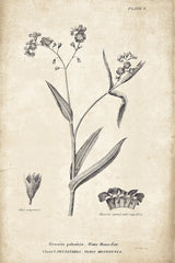 Conversations on  Botany 01 by Wild Apple Portfolio. SKU 39014h. Archival Giclee Fine art print for wall decor.
