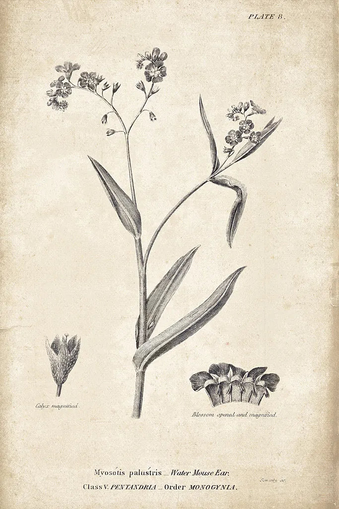 Conversations on  Botany 01 by Wild Apple Portfolio. SKU 39014h. Archival Giclee Fine art print for wall decor.