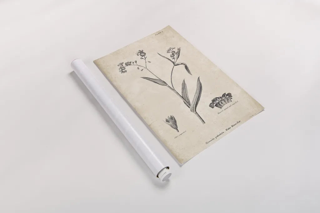 Conversations on  Botany 01 by Wild Apple Portfolio. shown as a rolled paper print. Available as archival giclee rolled canvas, fine art paper, or poster print. SKU 39014h.