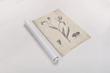 Conversations on  Botany 01 by Wild Apple Portfolio. shown as a rolled paper print. Available as archival giclee rolled canvas, fine art paper, or poster print. SKU 39014h.