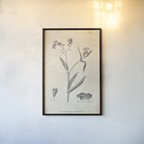 Conversations on  Botany 01 by Wild Apple Portfolio. shown as a paper print in a black flame. Available as a archival giclee rolled canvas, fine art paper, or poster print. SKU 39014h.
