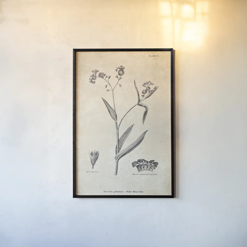 Conversations on  Botany 01 by Wild Apple Portfolio. shown as a paper print in a black flame. Available as a archival giclee rolled canvas, fine art paper, or poster print. SKU 39014h.