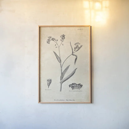 Conversations on  Botany 01 by Wild Apple Portfolio. shown as a paper print in a natural frame. Available as a archival giclee rolled canvas, fine art paper, or poster print. SKU 39014h.