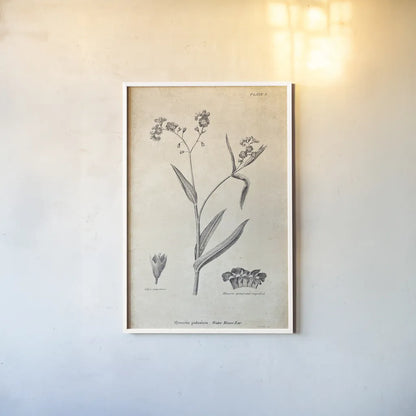Conversations on  Botany 01 by Wild Apple Portfolio. shown as a paper print in a white frame. Available as a archival giclee rolled canvas, fine art paper, or poster print. SKU 39014h.