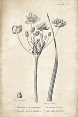 Conversations on  Botany 02 by Wild Apple Portfolio. SKU 39015h. Archival Giclee Fine art print for wall decor.