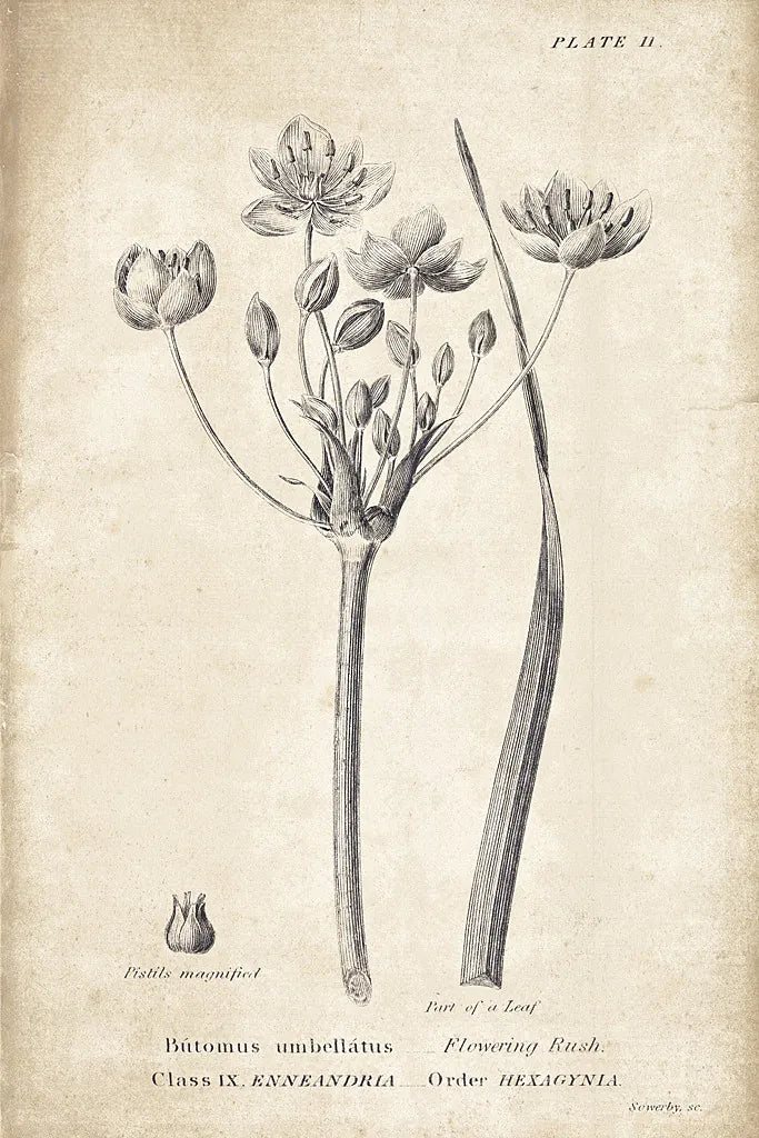 Conversations on  Botany 02 by Wild Apple Portfolio. SKU 39015h. Archival Giclee Fine art print for wall decor.