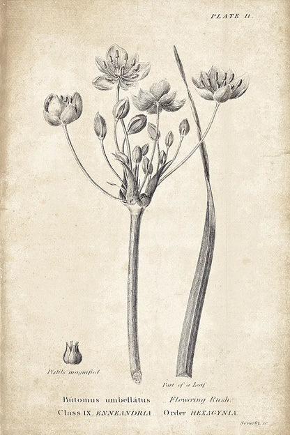 Conversations on  Botany 02 by Wild Apple Portfolio. SKU 39015h. Archival Giclee Fine art print for wall decor.