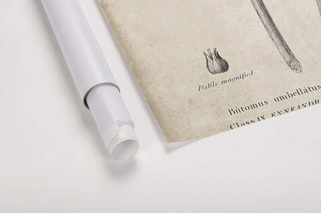 Conversations on  Botany 02 by Wild Apple Portfolio. shown as a rolled paper print. Available as archival giclee rolled canvas, fine art paper, or poster print. SKU 39015h.