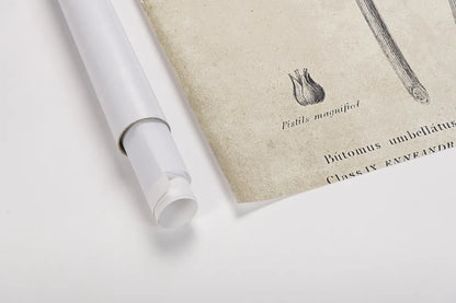 Conversations on  Botany 02 by Wild Apple Portfolio. shown as a rolled paper print. Available as archival giclee rolled canvas, fine art paper, or poster print. SKU 39015h.