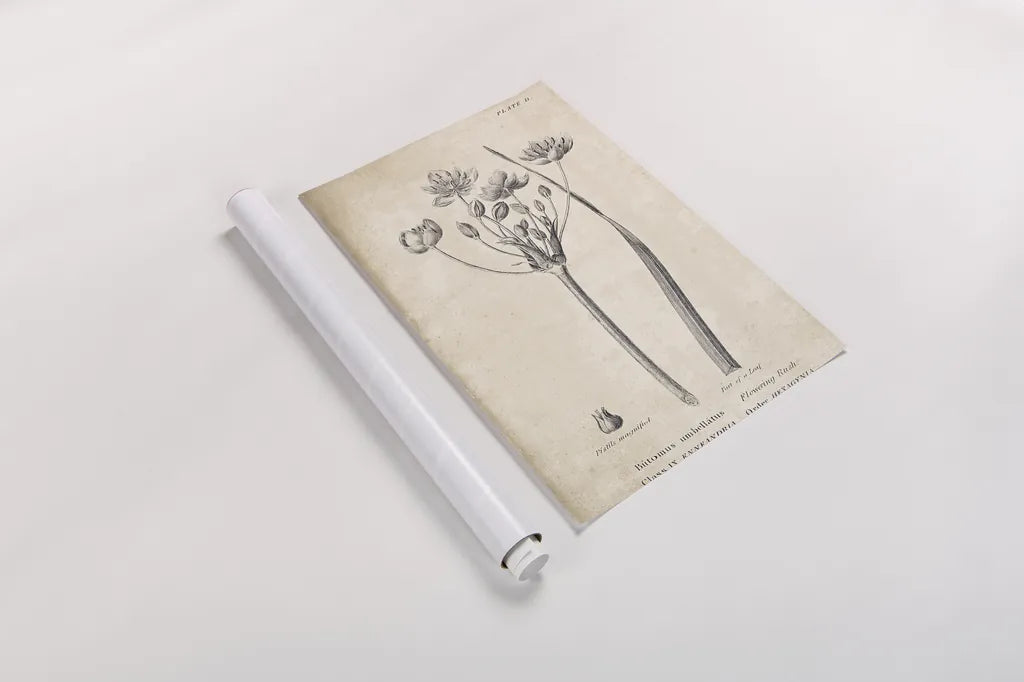 Conversations on  Botany 02 by Wild Apple Portfolio. shown as a rolled paper print. Available as archival giclee rolled canvas, fine art paper, or poster print. SKU 39015h.