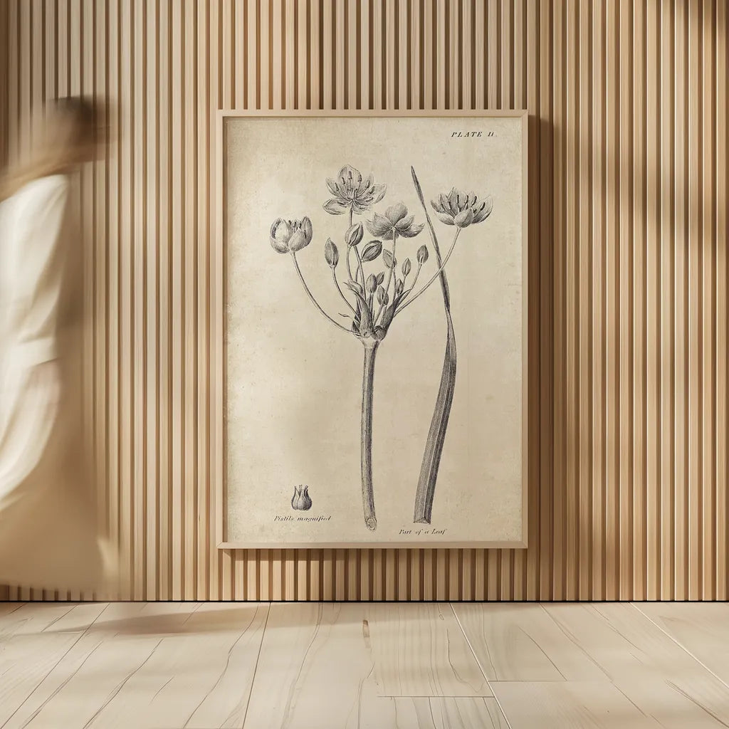 Conversations on  Botany 02 by Wild Apple Portfolio. shown as over sized large wall art. Available as an archival giclee rolled canvas, fine art paper, or poster print. SKU 39015h.