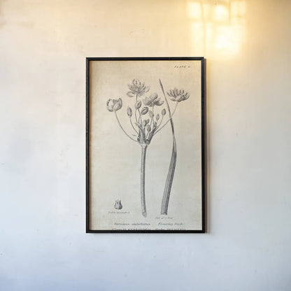 Conversations on  Botany 02 by Wild Apple Portfolio. shown as a paper print in a black flame. Available as a archival giclee rolled canvas, fine art paper, or poster print. SKU 39015h.