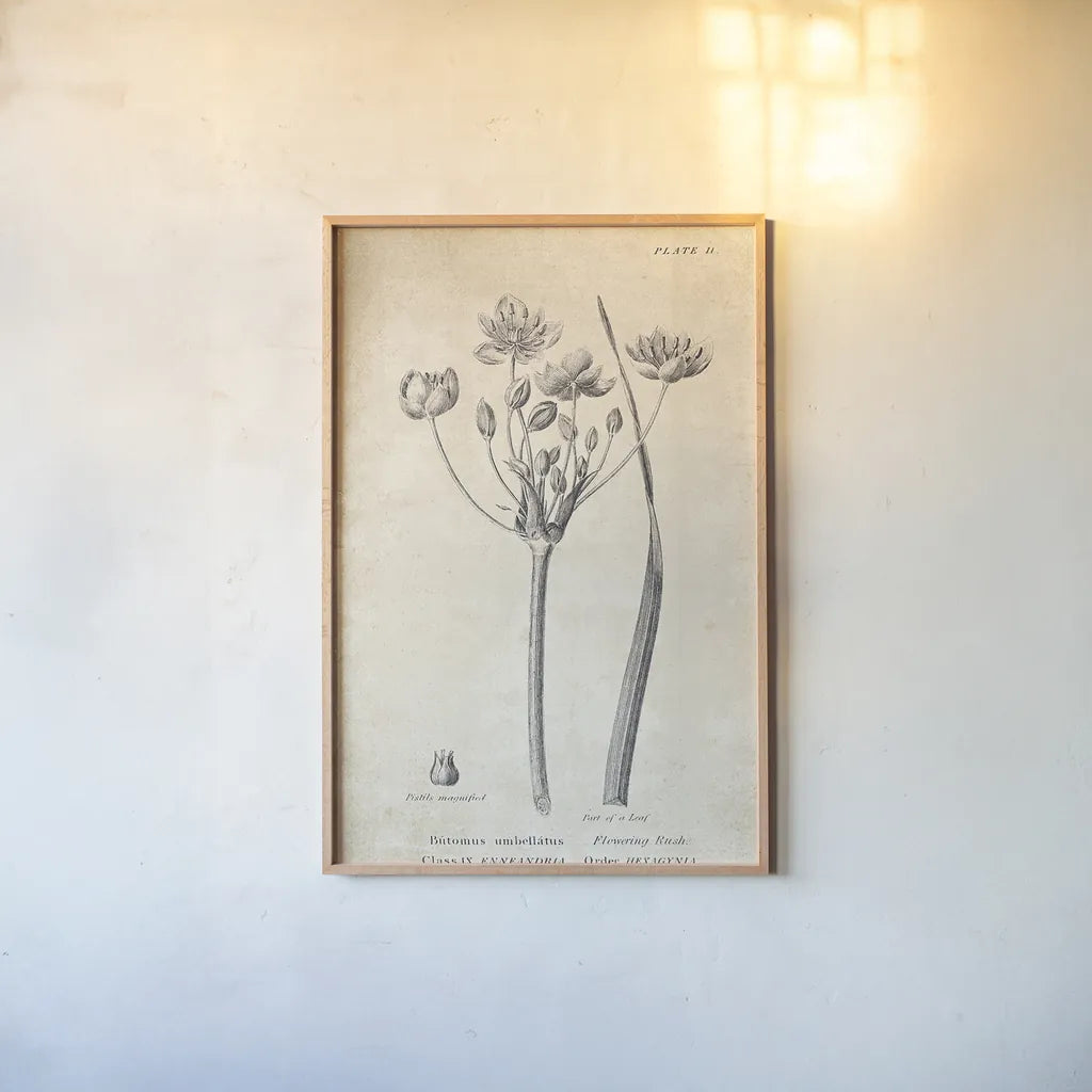Conversations on  Botany 02 by Wild Apple Portfolio. shown as a paper print in a natural frame. Available as a archival giclee rolled canvas, fine art paper, or poster print. SKU 39015h.