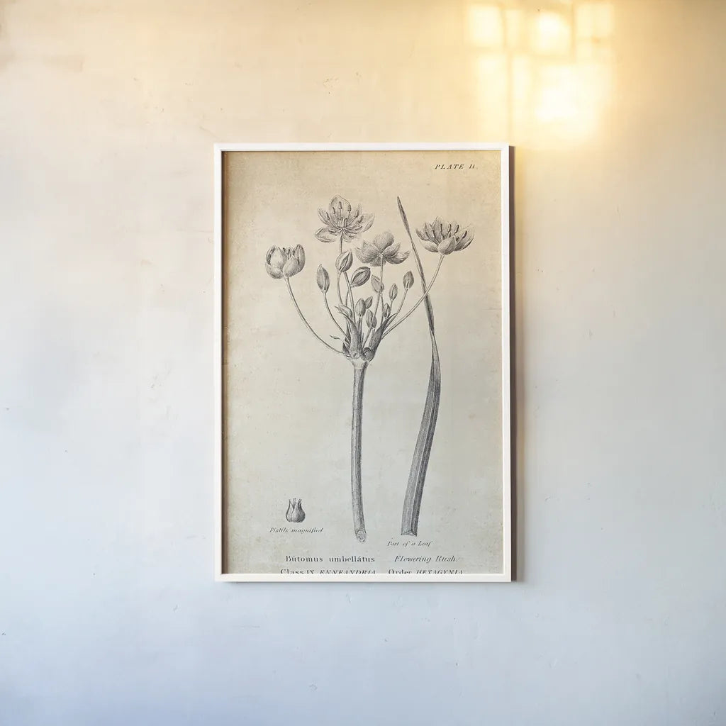 Conversations on  Botany 02 by Wild Apple Portfolio. shown as a paper print in a white frame. Available as a archival giclee rolled canvas, fine art paper, or poster print. SKU 39015h.