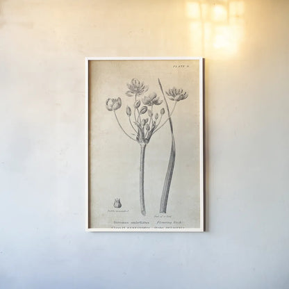 Conversations on  Botany 02 by Wild Apple Portfolio. shown as a paper print in a white frame. Available as a archival giclee rolled canvas, fine art paper, or poster print. SKU 39015h.