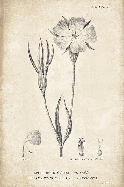 Conversations on  Botany 03 by Wild Apple Portfolio. SKU 39016h. Archival Giclee Fine art print for wall decor.