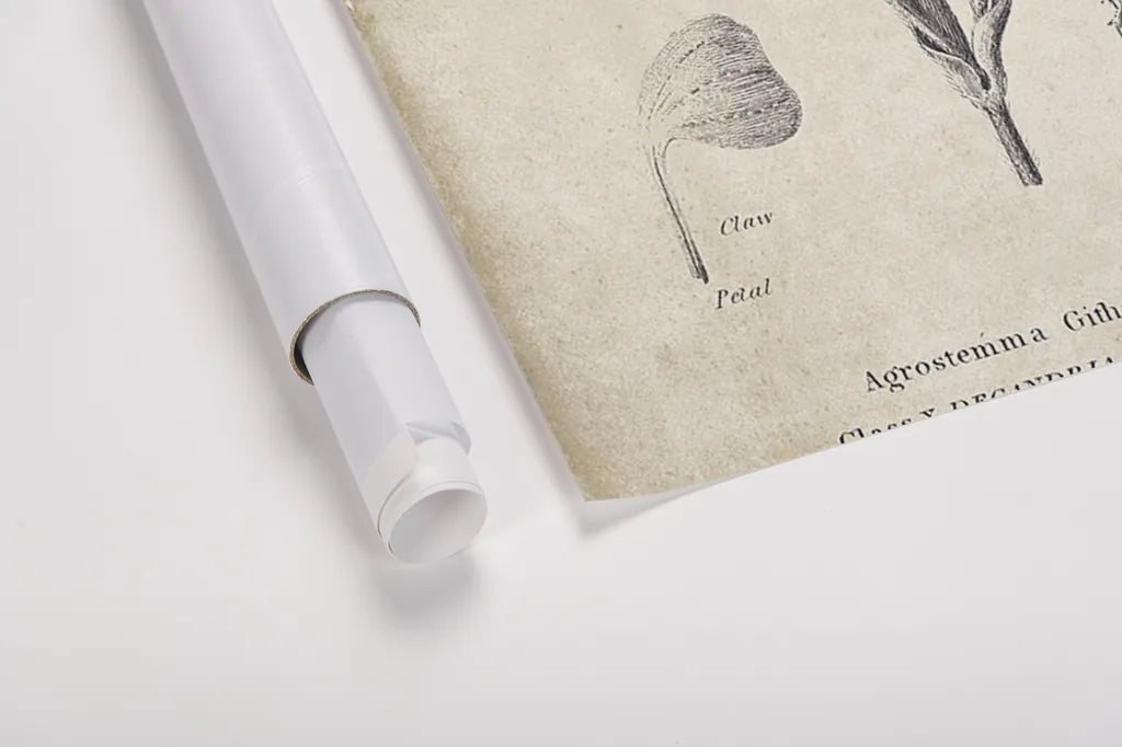 Conversations on  Botany 03 by Wild Apple Portfolio. shown as a rolled paper print. Available as archival giclee rolled canvas, fine art paper, or poster print. SKU 39016h.