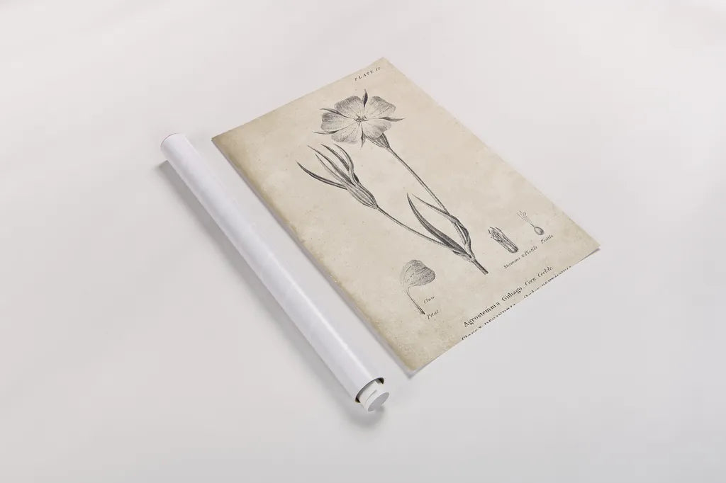 Conversations on  Botany 03 by Wild Apple Portfolio. shown as a rolled paper print. Available as archival giclee rolled canvas, fine art paper, or poster print. SKU 39016h.