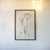 Conversations on  Botany 03 by Wild Apple Portfolio. shown as a paper print in a black flame. Available as a archival giclee rolled canvas, fine art paper, or poster print. SKU 39016h.