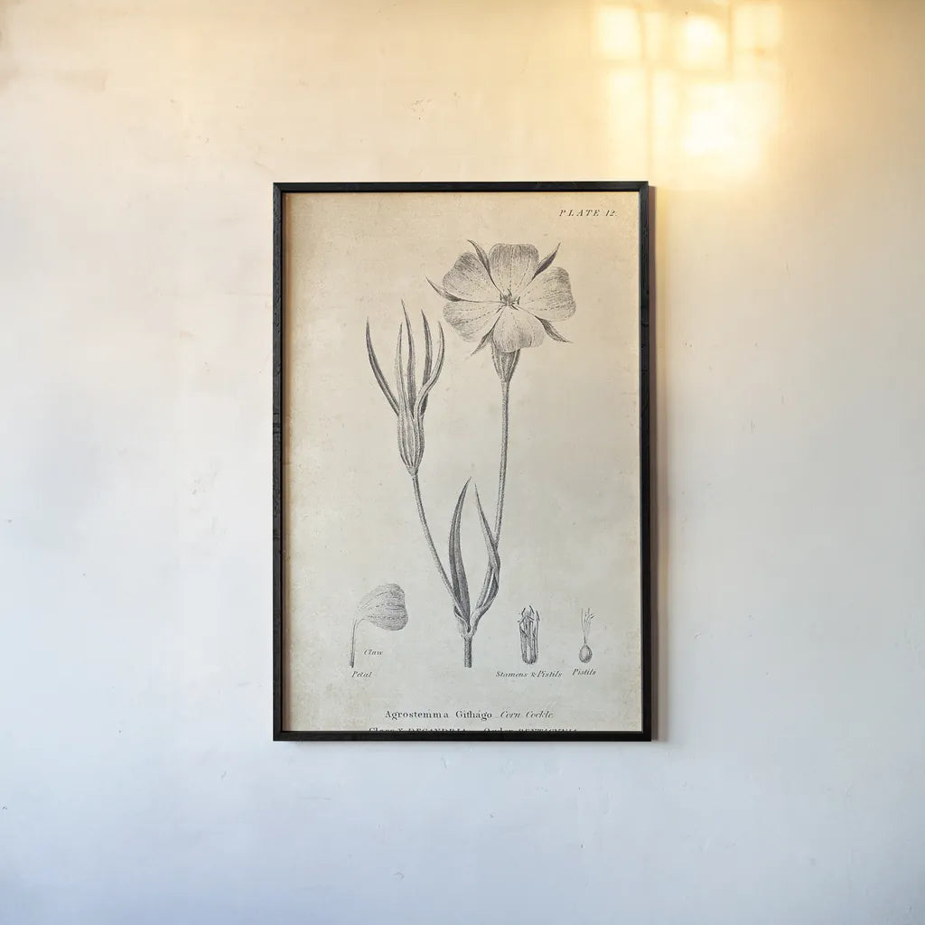 Conversations on  Botany 03 by Wild Apple Portfolio. shown as a paper print in a black flame. Available as a archival giclee rolled canvas, fine art paper, or poster print. SKU 39016h.