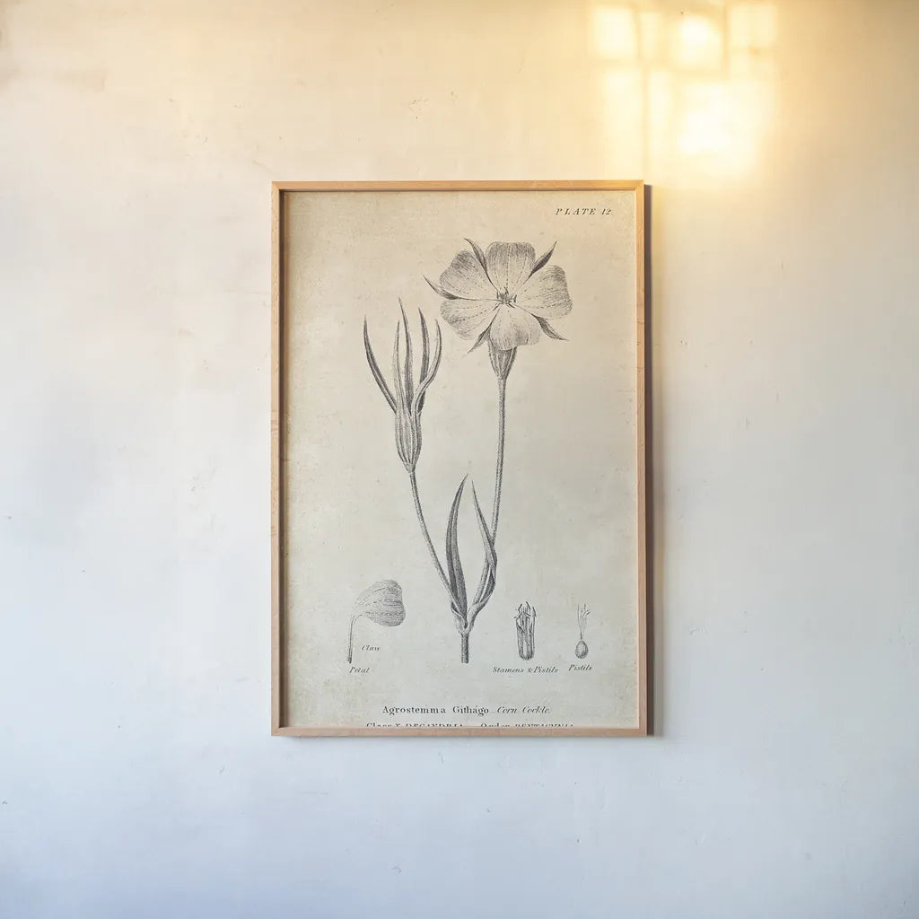 Conversations on  Botany 03 by Wild Apple Portfolio. shown as a paper print in a natural frame. Available as a archival giclee rolled canvas, fine art paper, or poster print. SKU 39016h.