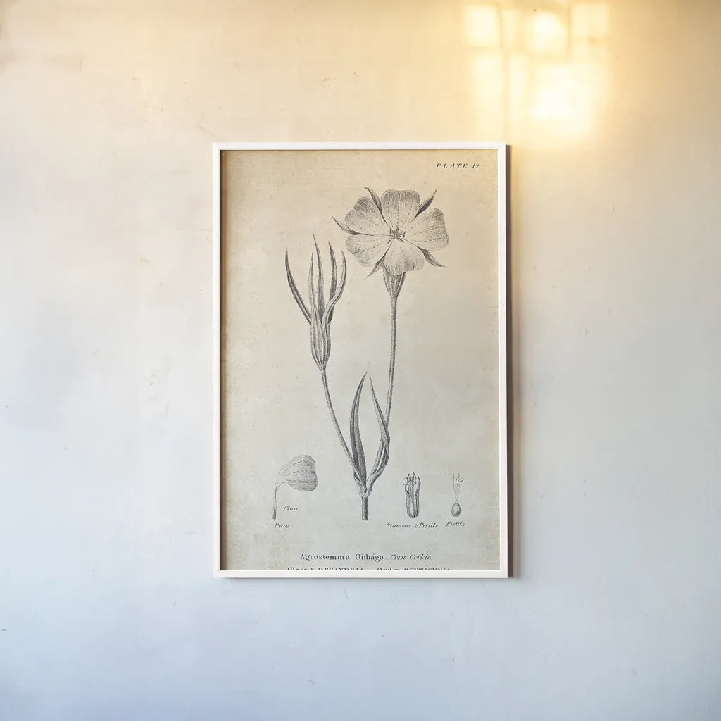 Conversations on  Botany 03 by Wild Apple Portfolio. shown as a paper print in a white frame. Available as a archival giclee rolled canvas, fine art paper, or poster print. SKU 39016h.