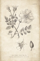 Conversations on  Botany 04 by Wild Apple Portfolio. SKU 39017h. Archival Giclee Fine art print for wall decor.