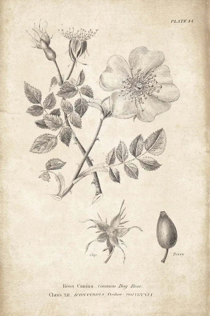Conversations on  Botany 04 by Wild Apple Portfolio. SKU 39017h. Archival Giclee Fine art print for wall decor.