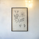 Conversations on  Botany 04 by Wild Apple Portfolio. shown as a paper print in a black flame. Available as a archival giclee rolled canvas, fine art paper, or poster print. SKU 39017h.