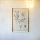 Conversations on  Botany 04 by Wild Apple Portfolio. shown as a paper print in a white frame. Available as a archival giclee rolled canvas, fine art paper, or poster print. SKU 39017h.