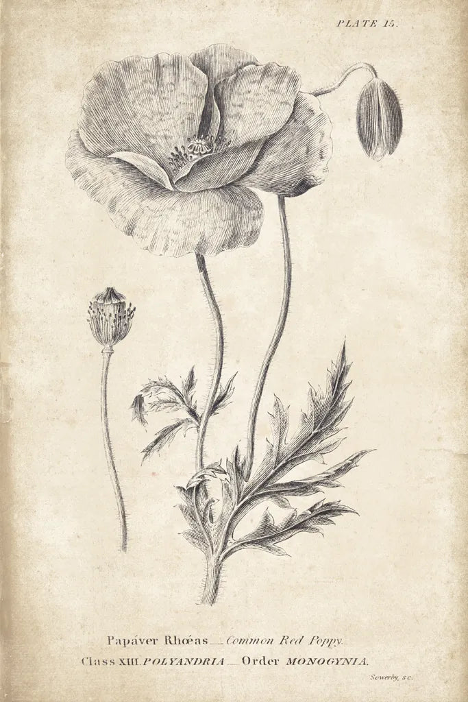 Conversations on  Botany 05 by Wild Apple Portfolio. SKU 39018h. Archival Giclee Fine art print for wall decor.