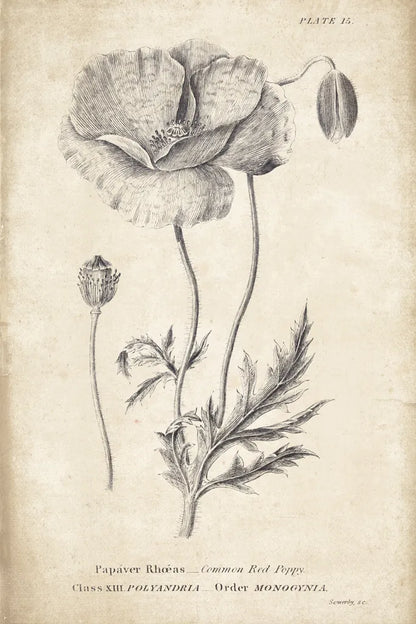 Conversations on  Botany 05 by Wild Apple Portfolio. SKU 39018h. Archival Giclee Fine art print for wall decor.