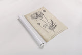 Conversations on  Botany 05 by Wild Apple Portfolio. shown as a rolled paper print. Available as archival giclee rolled canvas, fine art paper, or poster print. SKU 39018h.