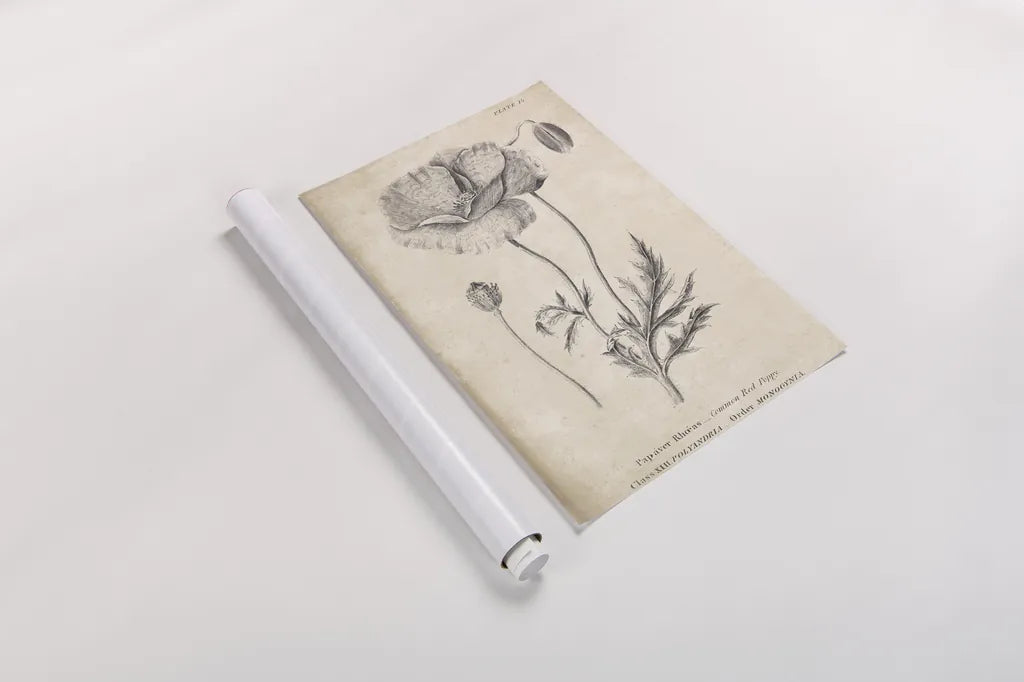 Conversations on  Botany 05 by Wild Apple Portfolio. shown as a rolled paper print. Available as archival giclee rolled canvas, fine art paper, or poster print. SKU 39018h.