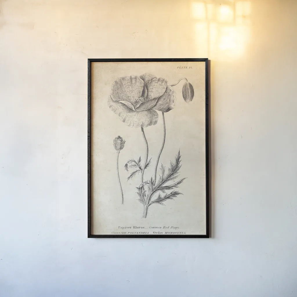 Conversations on  Botany 05 by Wild Apple Portfolio. shown as a paper print in a black flame. Available as a archival giclee rolled canvas, fine art paper, or poster print. SKU 39018h.