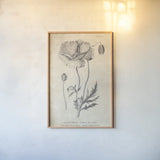 Conversations on  Botany 05 by Wild Apple Portfolio. shown as a paper print in a natural frame. Available as a archival giclee rolled canvas, fine art paper, or poster print. SKU 39018h.