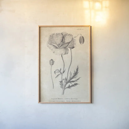 Conversations on  Botany 05 by Wild Apple Portfolio. shown as a paper print in a natural frame. Available as a archival giclee rolled canvas, fine art paper, or poster print. SKU 39018h.