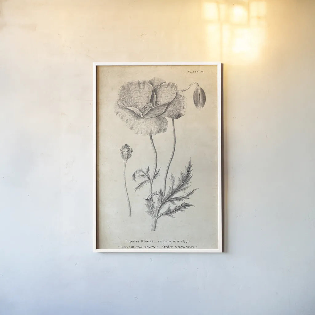 Conversations on  Botany 05 by Wild Apple Portfolio. shown as a paper print in a white frame. Available as a archival giclee rolled canvas, fine art paper, or poster print. SKU 39018h.