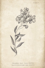 Conversations on  Botany 06 by Wild Apple Portfolio. SKU 39019h. Archival Giclee Fine art print for wall decor.