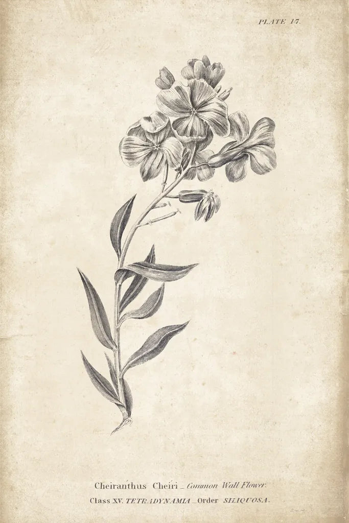 Conversations on  Botany 06 by Wild Apple Portfolio. SKU 39019h. Archival Giclee Fine art print for wall decor.